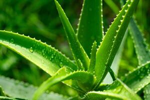 Aloe vera plant close up photo