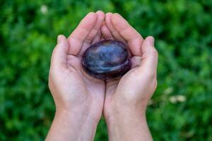 Fresh plum fruit in hands photo