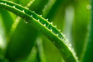 Aloe vera plant close up photo