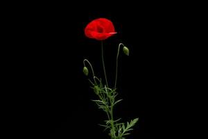 Red Poppy Flower on Black Background photo