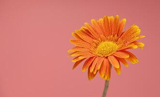 Orange Color Daisy gerbera Flower on Pink Background photo