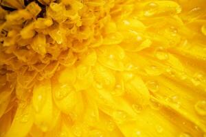 Yellow Gerbera Flower Close up photo