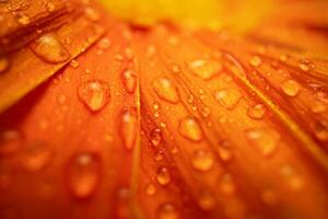 Orange Color Daisy gerbera Flower Close up photo