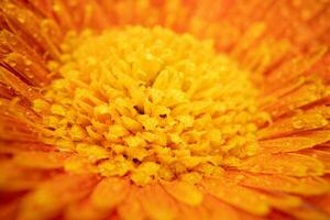 naranja color margarita gerbera flor cerca arriba foto