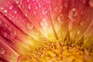 Pink Daisy gerbera Flower Close up photo