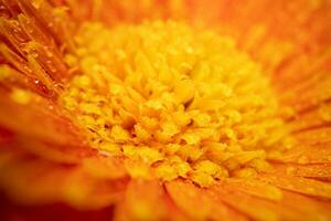 naranja color margarita gerbera flor cerca arriba foto