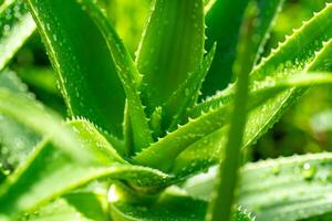 Aloe vera plant close up photo