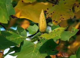 tulipán liriodendron es un hermosa ornamental árbol. tulipán liriodendron en otoño. de cerca. foto