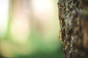 natural background. A beautiful drop of resin on a pine tree photo