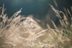 Beautiful natural background, grass in dew photo