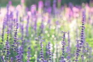 Beautiful purple sage flowers. natural background, meadow with flowers photo