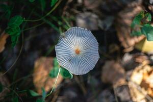 Beautiful mushroom in the forest. Macro photography photo