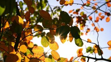 Autumn orange multi-colored leaves on a tree. natural background, autumn photo