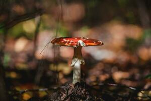 Beautiful large mushroom amanita in the forest photo