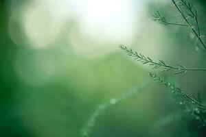 espárragos planta en Rocío gotas. natural antecedentes con Copiar espacio foto