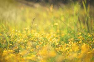 Natural floral background. Beautiful field of yellow wildflowers photo