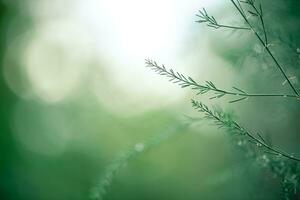 Asparagus plant in dew drops. natural background with copy space photo