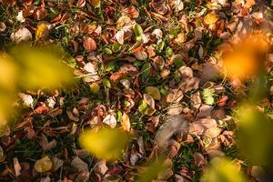 Autumn leaves on the grass in autumn. natural, autumn background photo