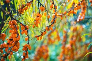 Ripe bright orange sea buckthorn berries on a tree. Harvest, autumn photo