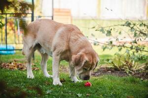 linda Labrador comiendo un rojo manzana. jardín, cosecha, vitaminas foto