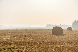 Autumn morning, fog. fields with round haystacks photo