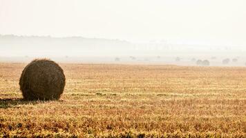 Autumn morning, fog. fields with round haystacks photo
