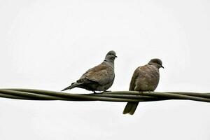 aves encaramado en el cable foto