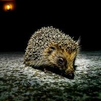 Hedgehog on dark background photo