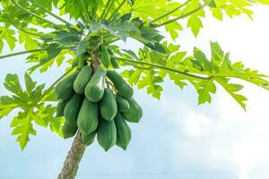 Fresh green papaya fruit hanging from branch. papaya tree garden and healthy food concept, group of papaya, macro photo