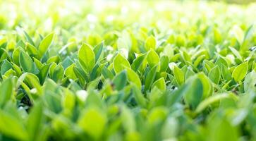 Fresh green trees named Korean leaf Banyan background. tree wall, tree leaf backdrop photo