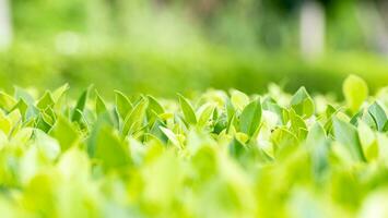 Fresh green trees named Korean leaf Banyan background. tree wall, tree leaf backdrop photo