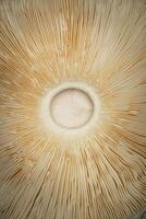 Closeup of the Underside of a Shaggy Parasol Mushroom photo