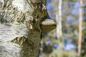 imagen de un árbol hongo en un abedul maletero en otoño foto