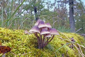 Picture of a group of mushrooms on a tree trunk in autumn photo