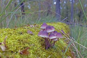 Picture of a group of mushrooms on a tree trunk in autumn photo