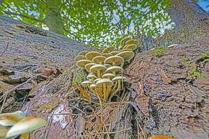 Picture of a group of mushrooms on a tree trunk in autumn photo