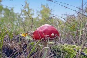 imagen de un mosca agárico en un bosque claro en otoño foto