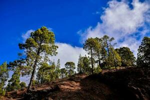 Landscape with trees photo