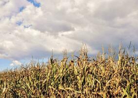 A corn crop photo