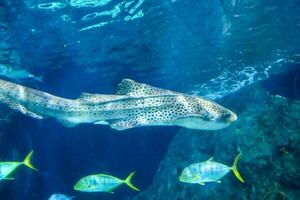 Beautiful underwater view photo