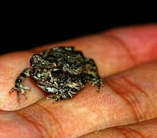 Hand holding small toad photo