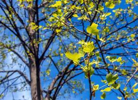 Tulip liriodendron is a beautiful ornamental tree. Tulip liriodendron in spring. Close-up. photo