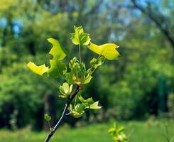 Tulip liriodendron is a beautiful ornamental tree. Tulip liriodendron in spring. Close-up. photo