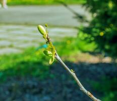 Tulip liriodendron is a beautiful ornamental tree. Tulip liriodendron in early spring. Close-up. photo