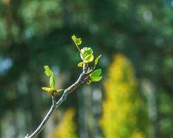 Tulip liriodendron is a beautiful ornamental tree. Tulip liriodendron in early spring. Close-up. photo