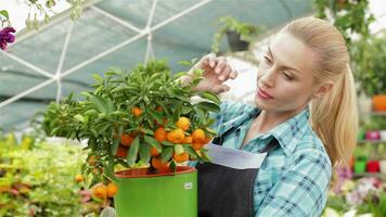 kvinna blomsterhandlare ser på mandarin frukt på de trädgård Centrum video