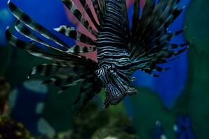 Selective focus of swimming lionfish. photo