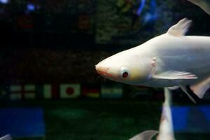 Selective focus of albino genghis khan fish schools. photo