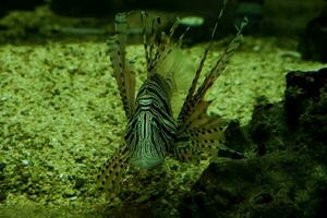 Selective focus of swimming lionfish. photo