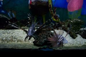 Selective focus of swimming lionfish. photo